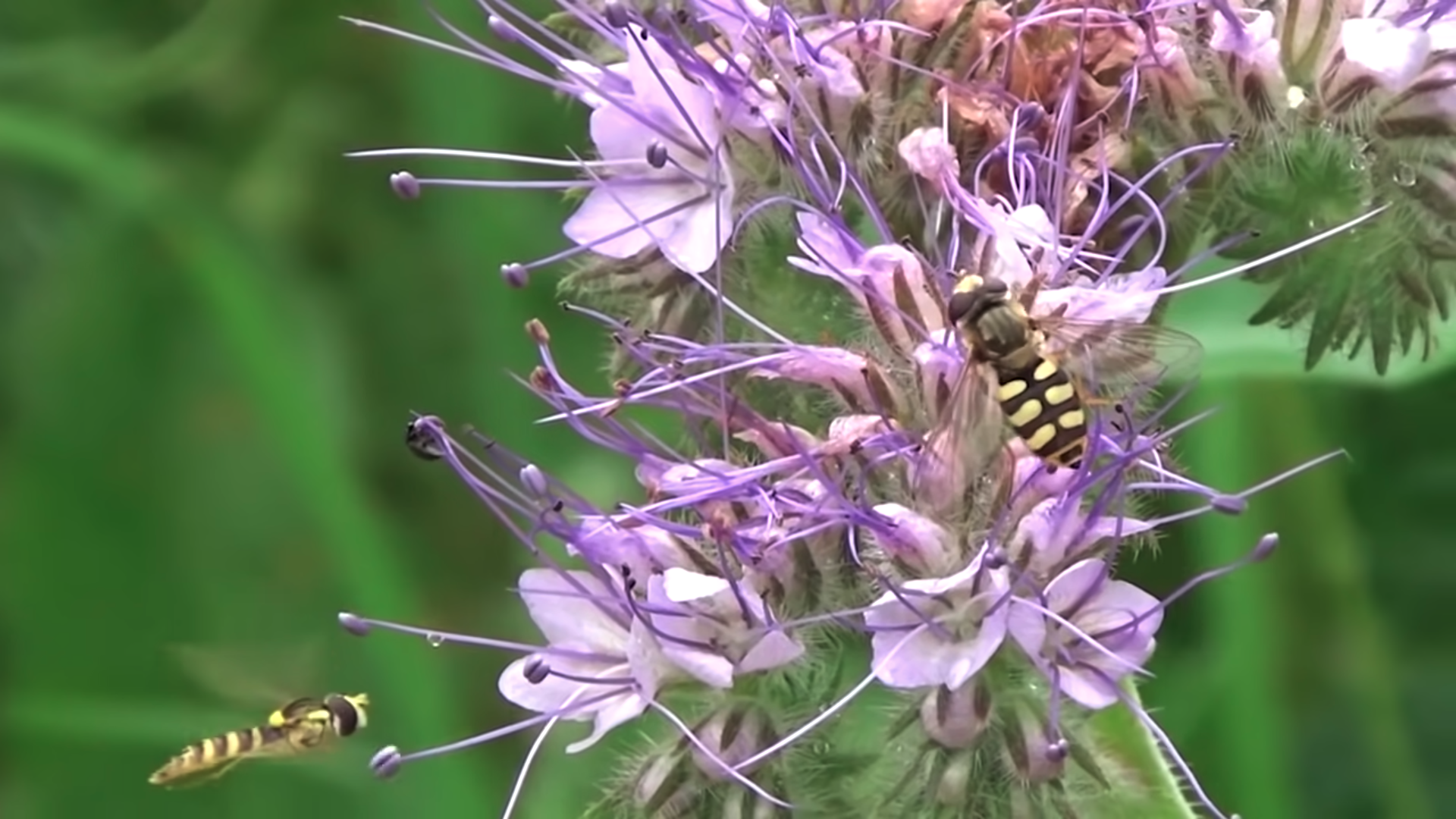 erreurs jardin permaculture