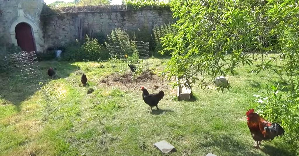 jardin-permaculture-foret-poules-partie-1-4
