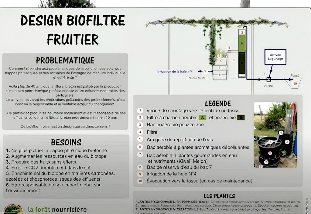 potager-permaculture-biofiltre-fruitier-eaux-usees-2