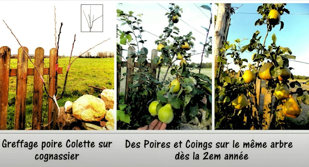 potager-permaculture-jardin-foret-simple-juin19-4