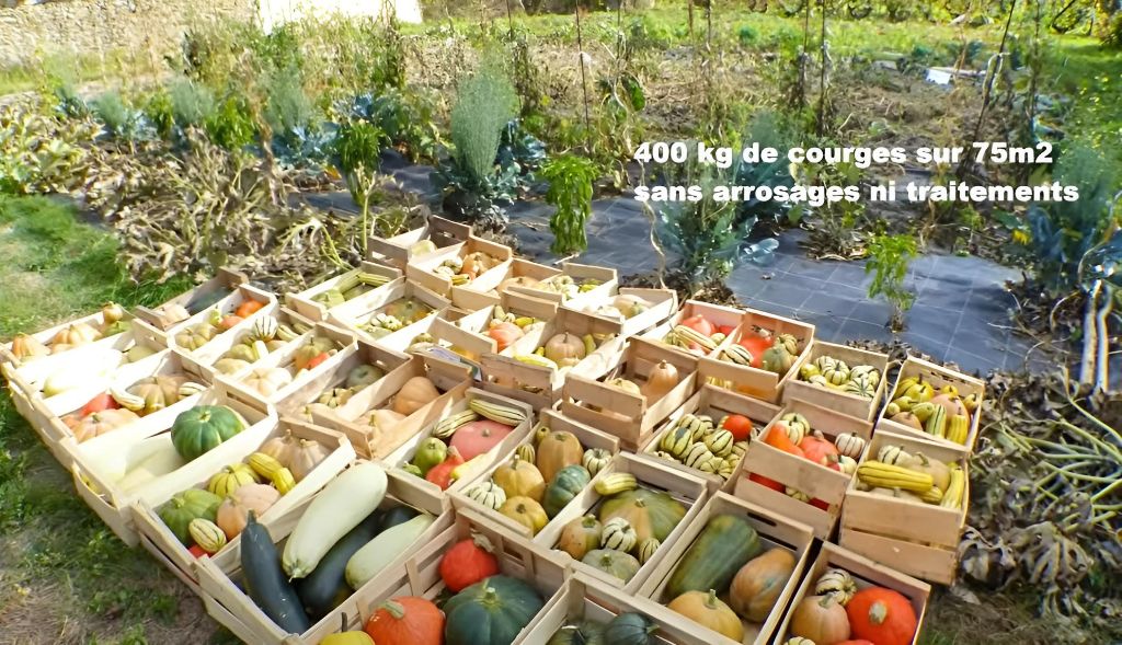 potager-permaculture-resilience-ecosystemes-4