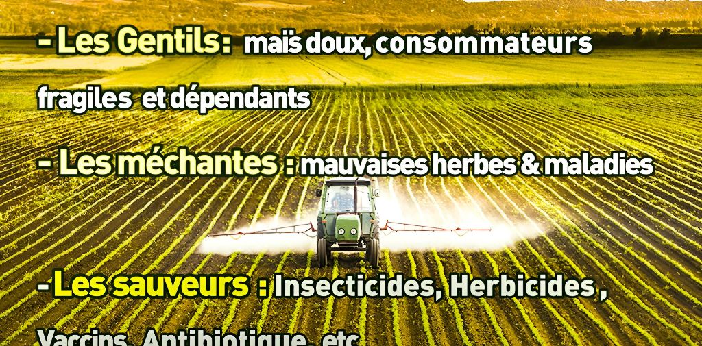 potager-permaculture-synergie-humaine-et-vegetale-2